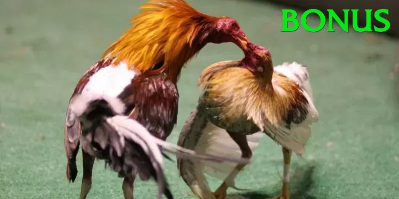 Đá Gà Trực Tiếp - bonus - Tạo nhân vật